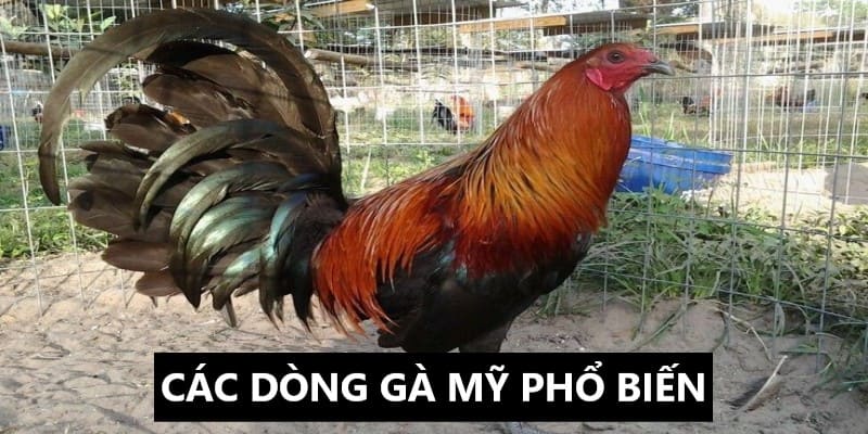 cac-dong-ga-My