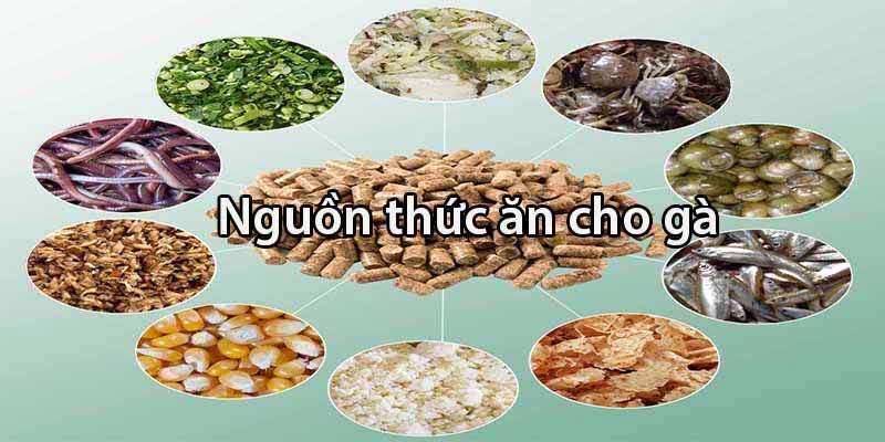 cach-nuoi-ga-da-chan-manh-tong-hop