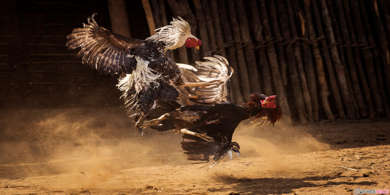 cach-nuoi-ga-da-cua-nguoi-my-trong-giai-doan-truong-thanh