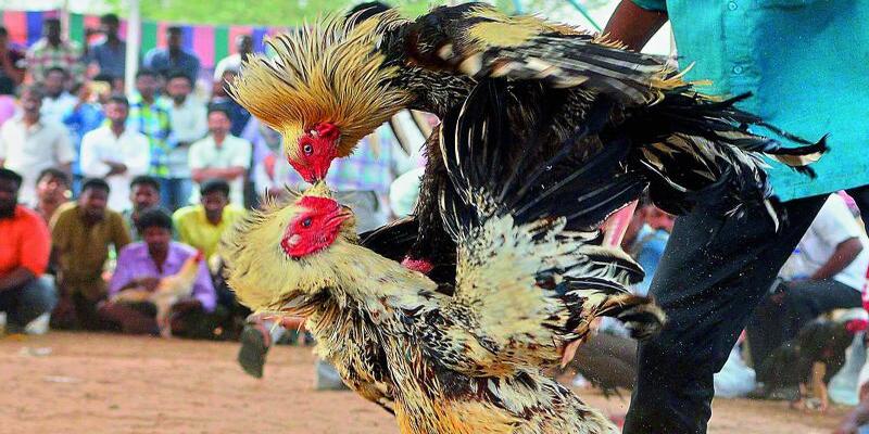 cach-nuoi-ga-da-cua-nguoi-my-trong-tinh-trang-thieu-hoac-thua-can