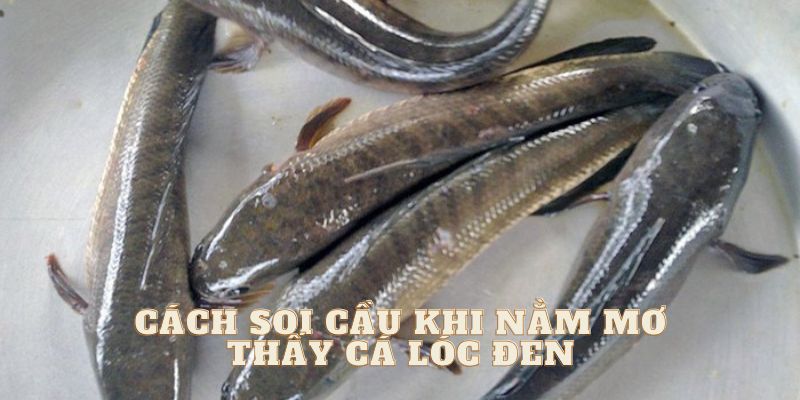 nam-mo-thay-ca-loc-den-cach-tan-dung